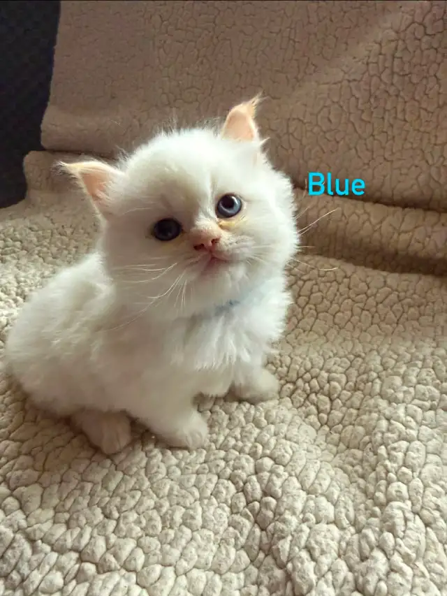 Beautiful Male Himalayan kitten - Photo 2