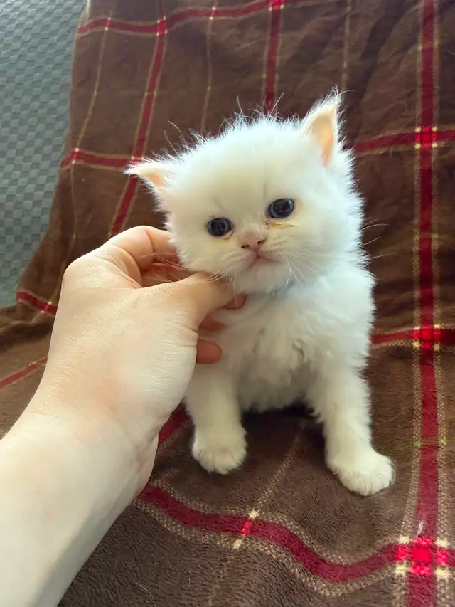 Beautiful Male Himalayan kitten - Photo 3