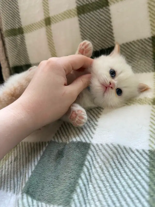 Beautiful Male Himalayan kitten - Photo 4