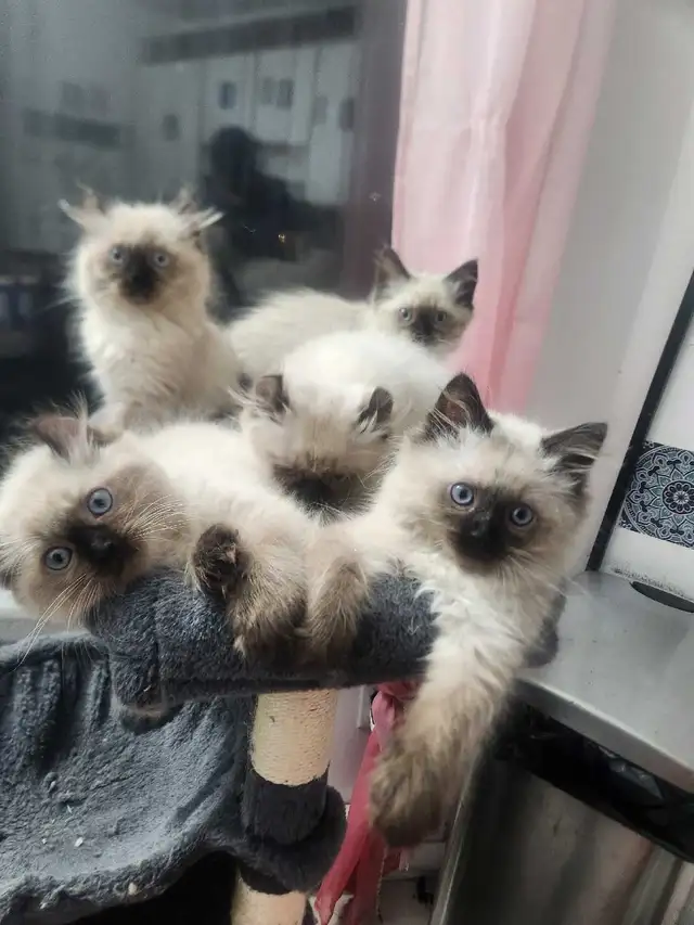 Chaton de deux mois  Highland Lynx