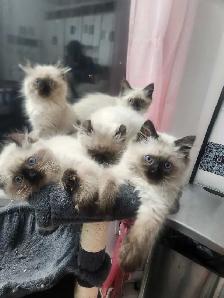 Chaton de deux mois  Highland Lynx