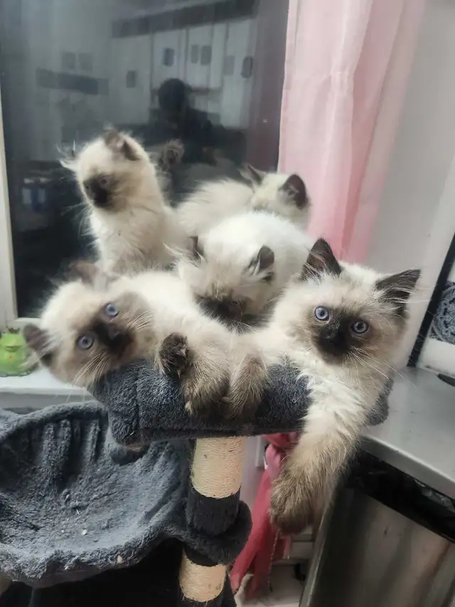 Chaton de deux mois  Highland Lynx - Photo 2