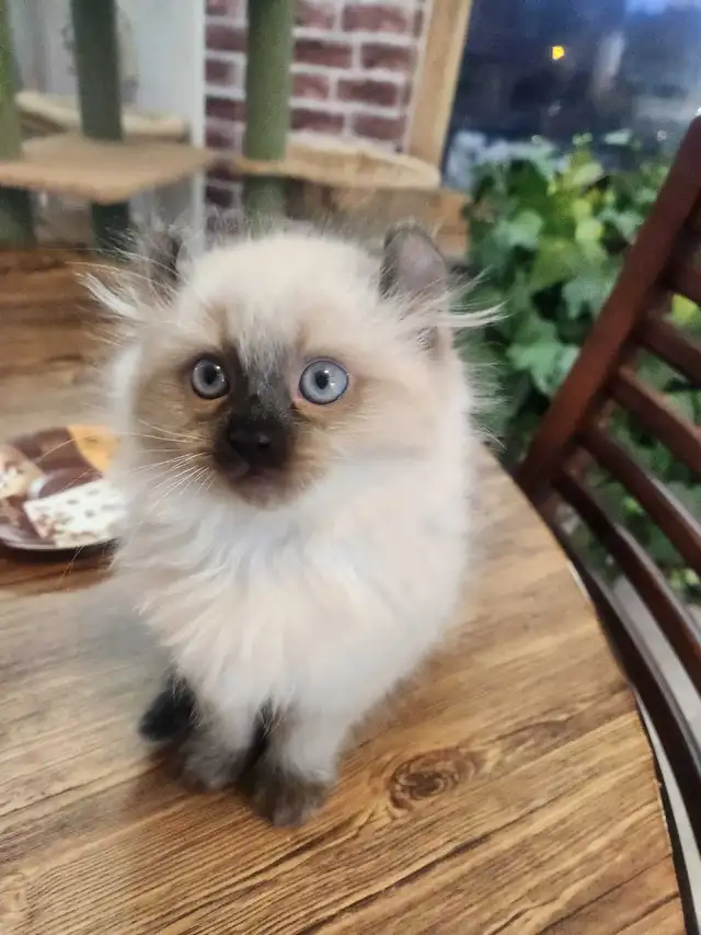 Chaton de deux mois  Highland Lynx - Photo 3