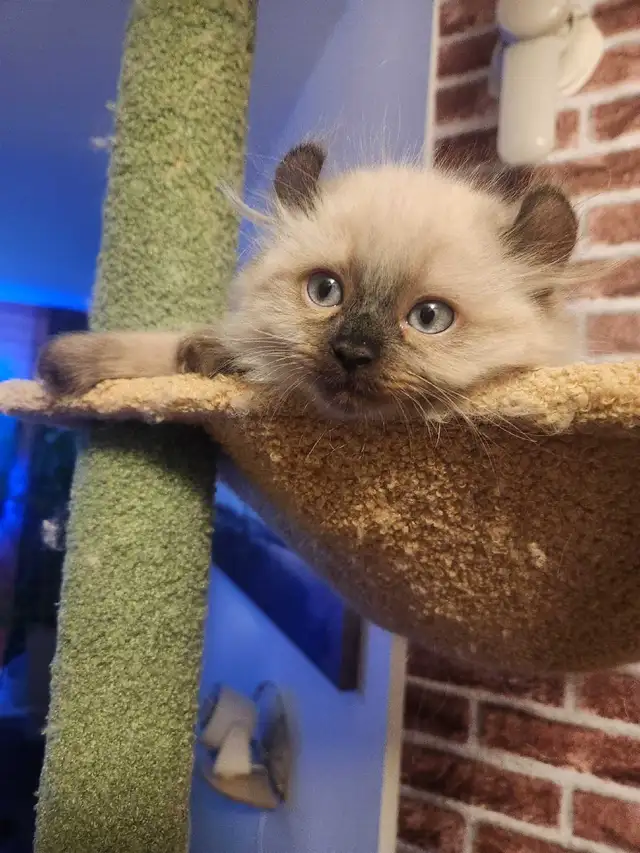 Chaton de deux mois  Highland Lynx - Photo 4