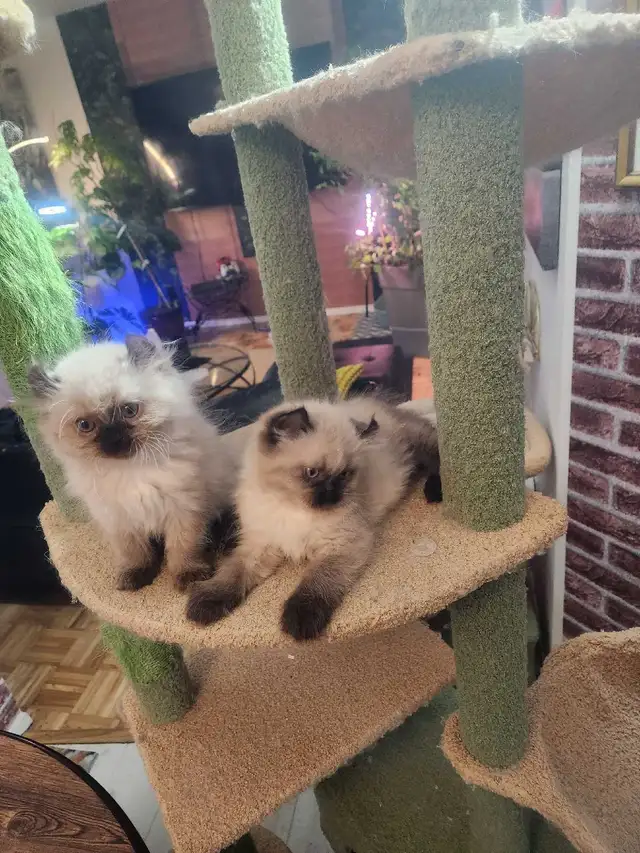 Chaton de deux mois  Highland Lynx - Photo 5