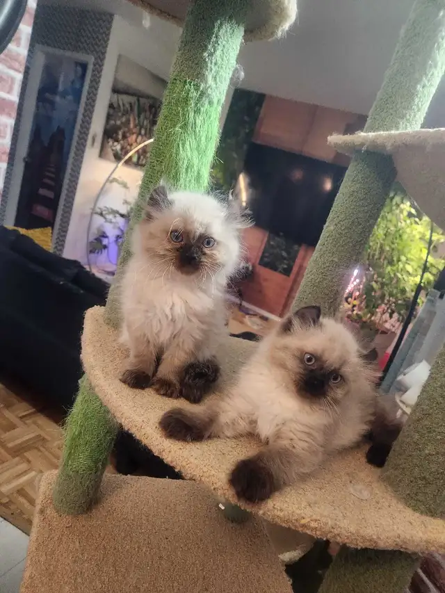 Chaton de deux mois  Highland Lynx - Photo 6