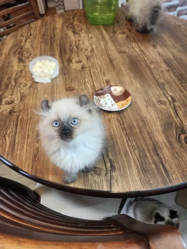 Chaton de deux mois  Highland Lynx - Photo 7