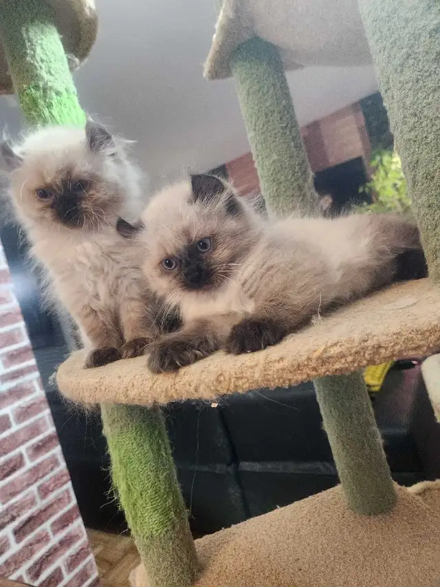 Chaton de deux mois  Highland Lynx - Photo 8