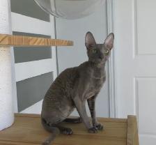 Chatte Rex Cornish micropucé, vermifugé