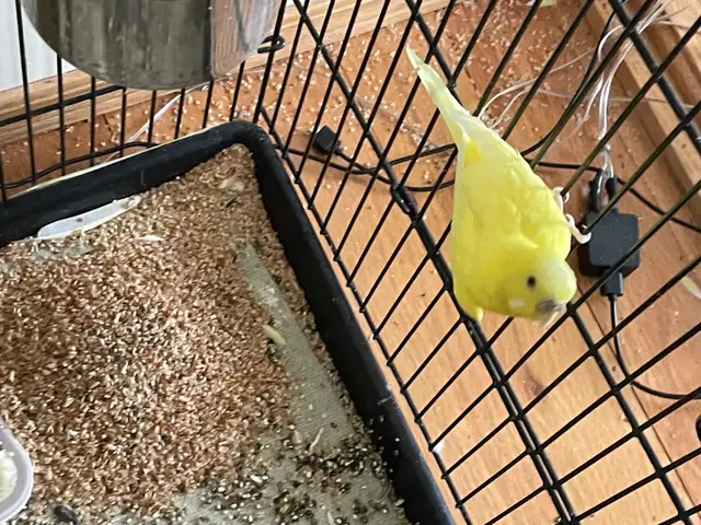Budgie bird