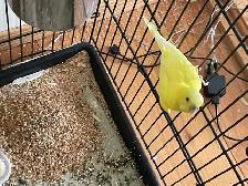 Budgie bird