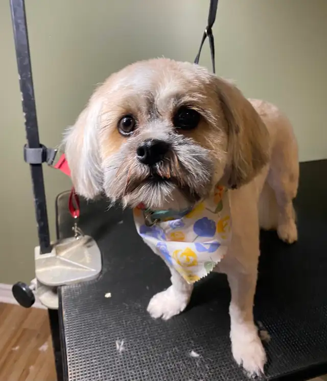 Small Dog Grooming Kingston — Under 35 lbs ONLY | Gentle Touch - Photo 3