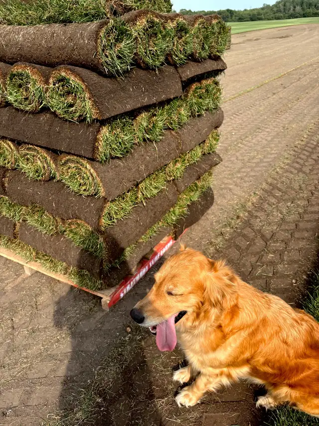 SOD, GRASS, TURF, SEED, FERTILIZER