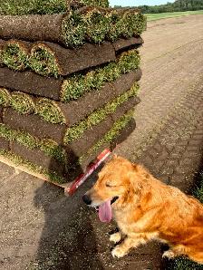 SOD, GRASS, TURF, SEED, FERTILIZER