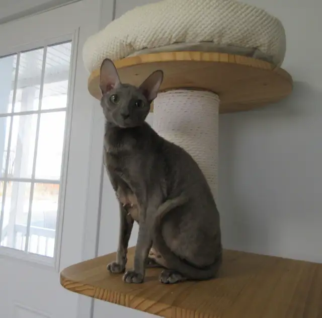 Femelle rex cornish 14 mois vermifugé, micropucé - Photo 2