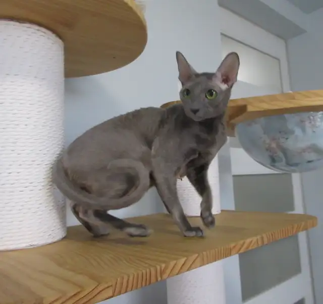 Femelle rex cornish 14 mois vermifugé, micropucé - Photo 3