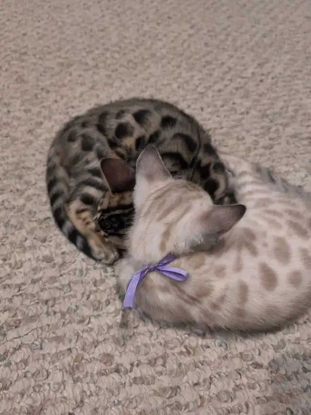 BEAUTIFUL BLACK/GOLD BENGAL MALE KITTEN