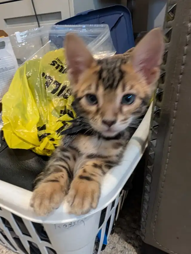 BEAUTIFUL BLACK/GOLD BENGAL MALE KITTEN - Photo 2