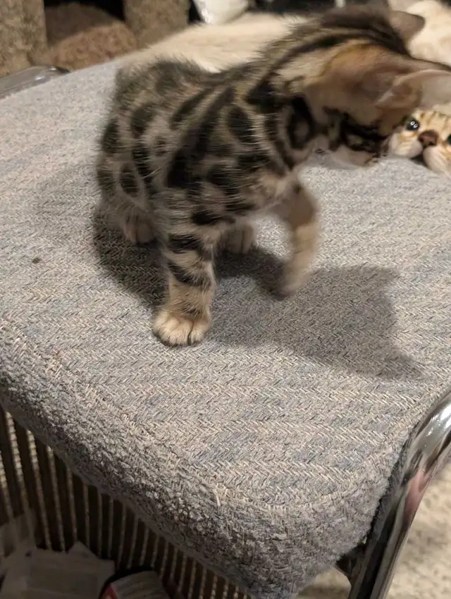 BEAUTIFUL BLACK/GOLD BENGAL MALE KITTEN - Photo 3