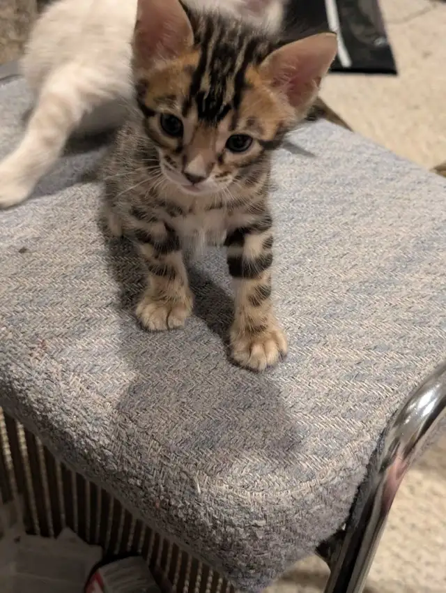 BEAUTIFUL BLACK/GOLD BENGAL MALE KITTEN - Photo 4