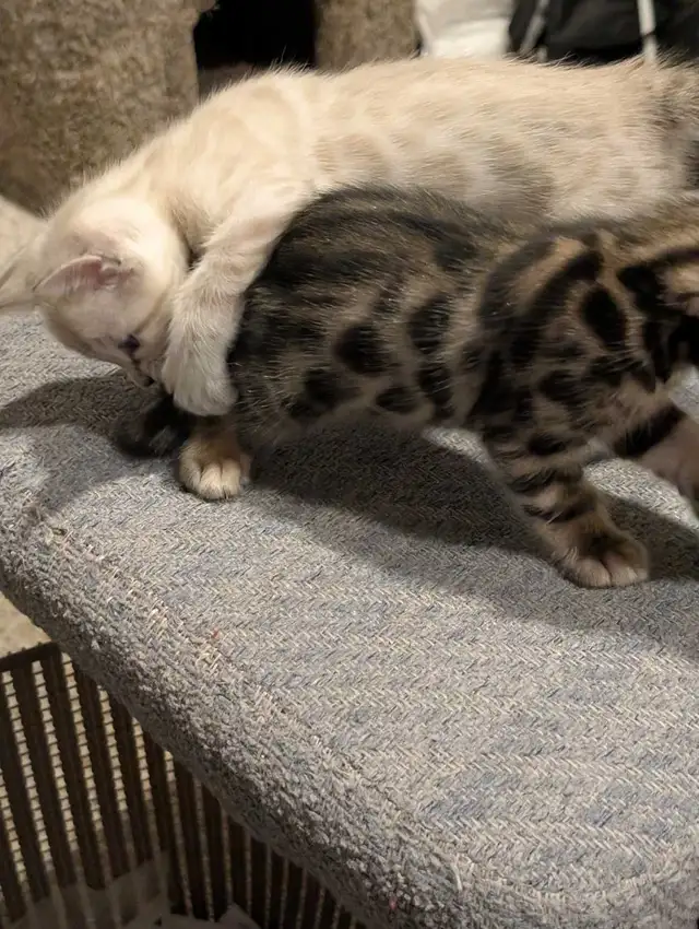 BEAUTIFUL BLACK/GOLD BENGAL MALE KITTEN - Photo 6