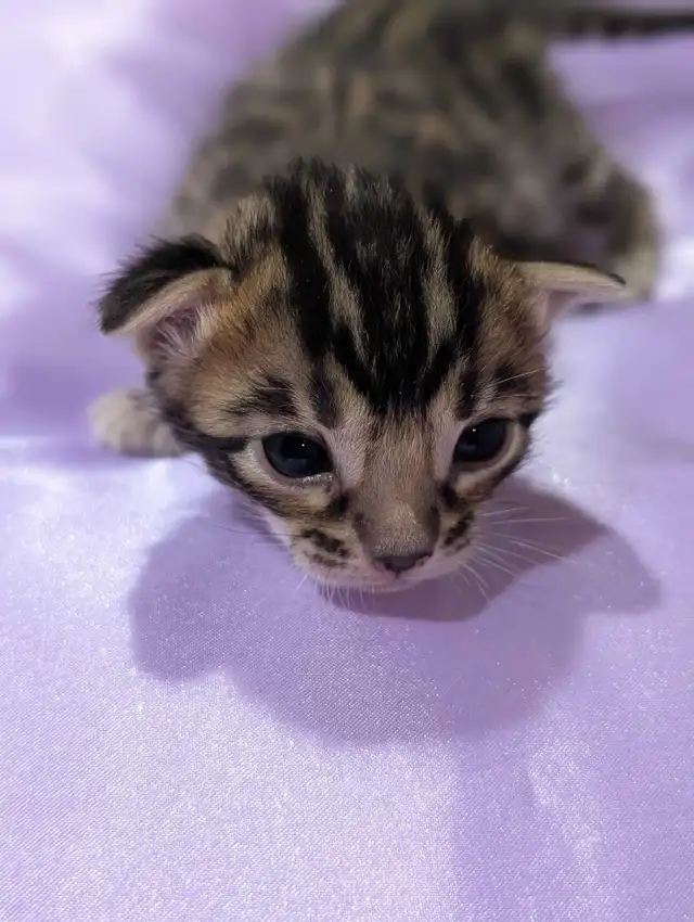 BEAUTIFUL BLACK/GOLD BENGAL MALE KITTEN - Photo 7