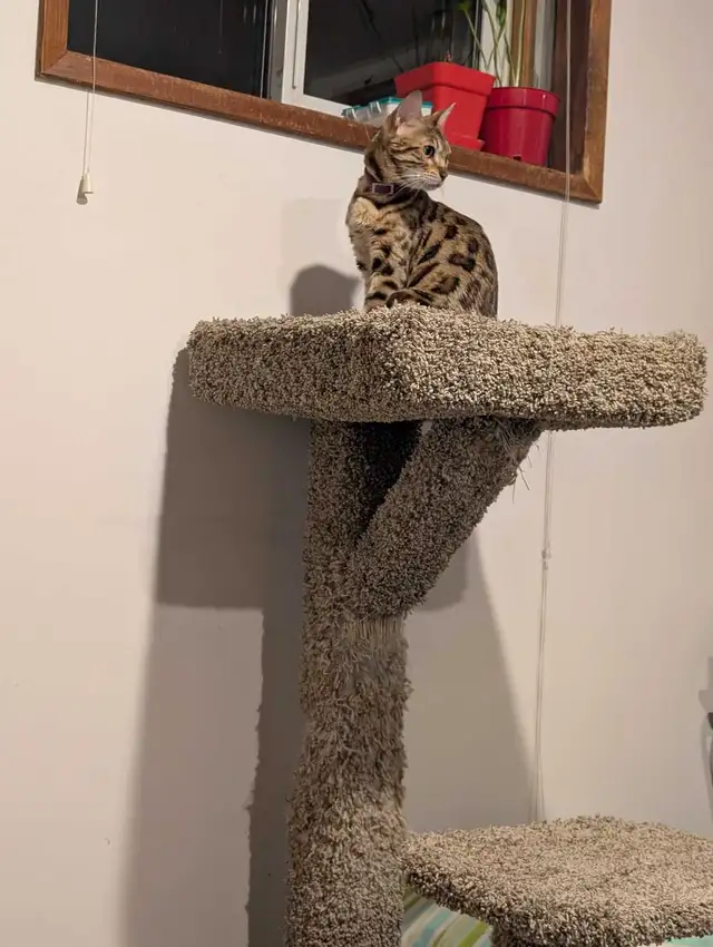 BEAUTIFUL BLACK/GOLD BENGAL MALE KITTEN - Photo 9