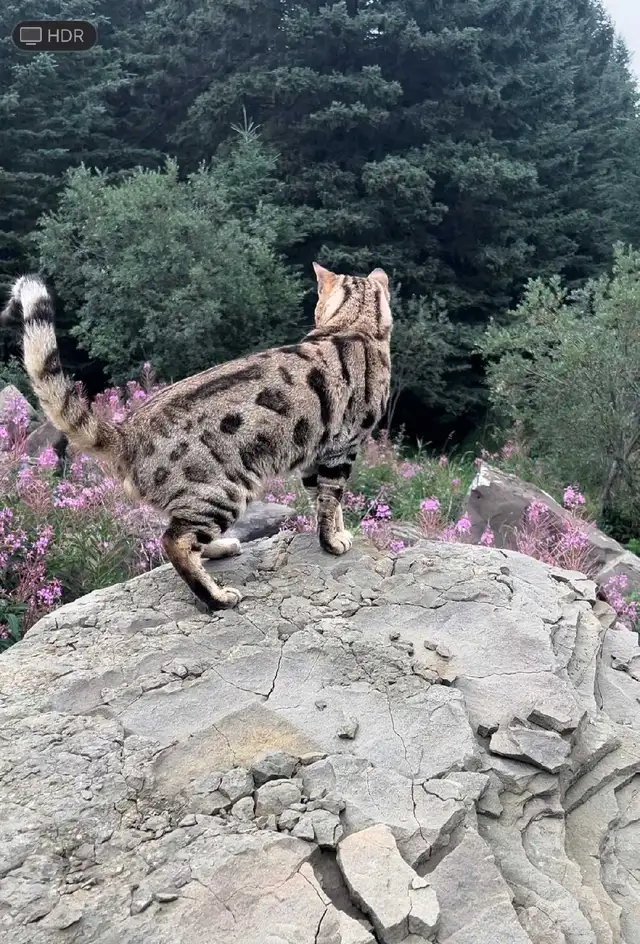 BEAUTIFUL BLACK/GOLD BENGAL MALE KITTEN - Photo 10