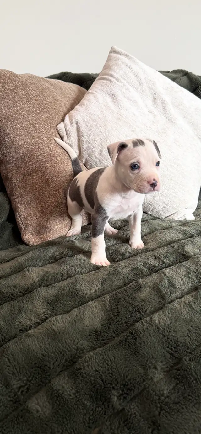 chiot American bully