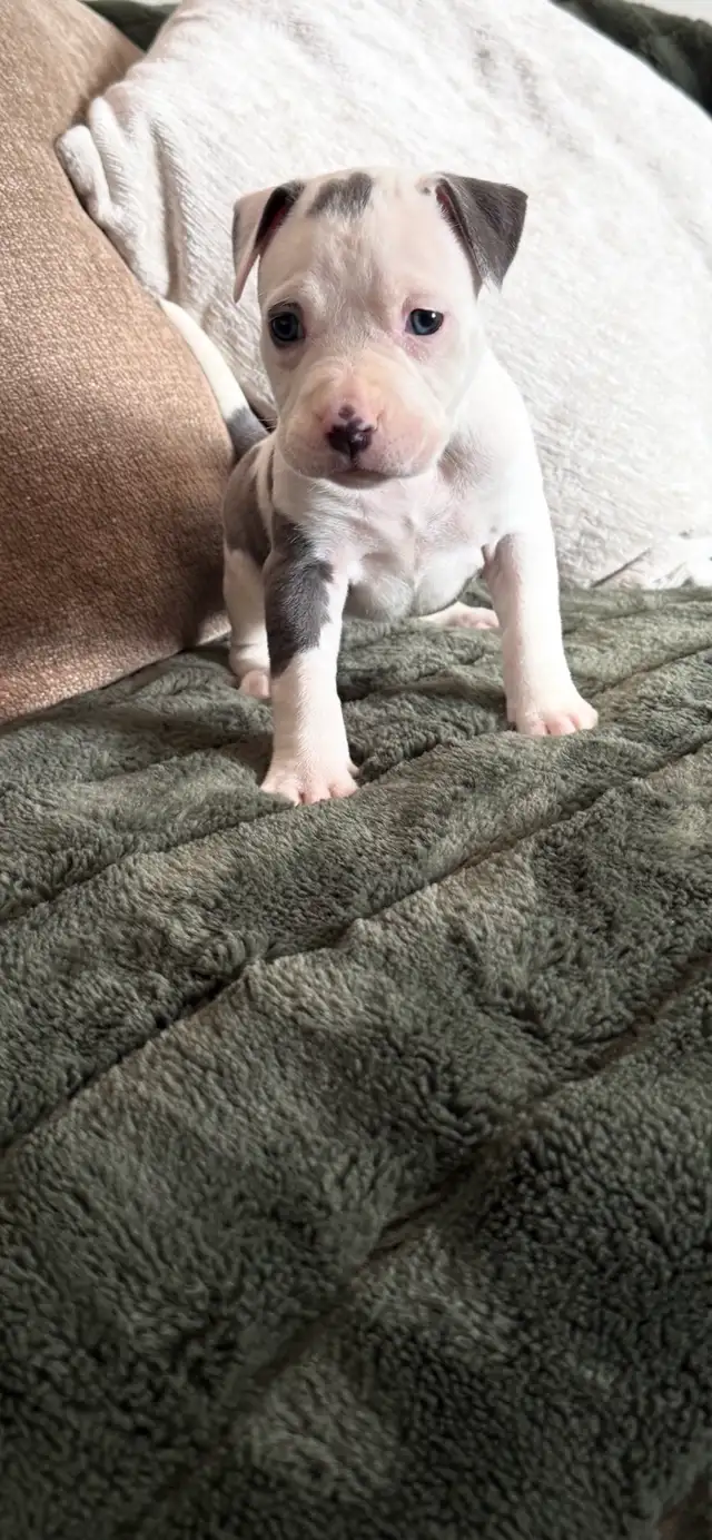 chiot American bully - Photo 2