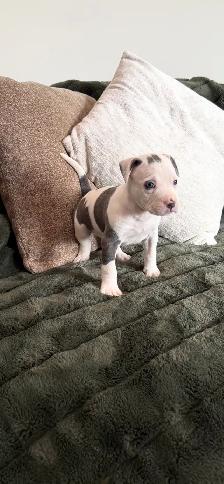 Chiot American  bully