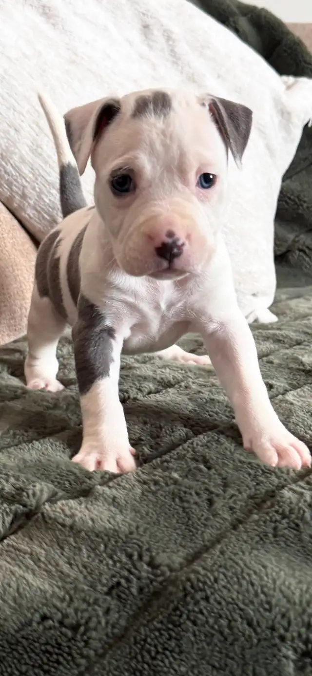 Chiot American  bully - Photo 2