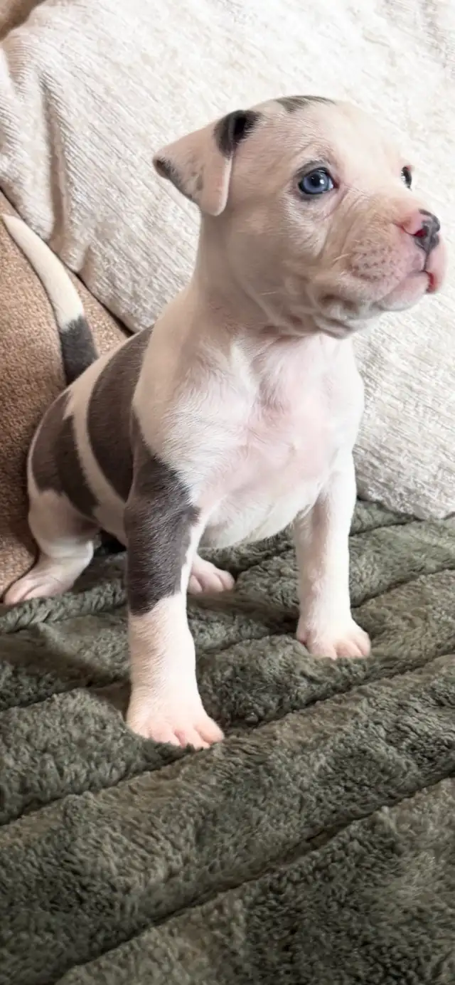 Chiot American  bully - Photo 3