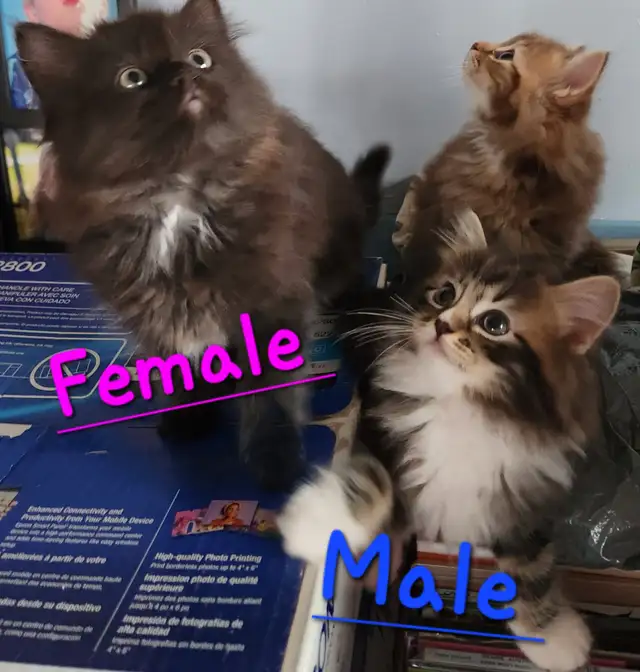 Ragdoll  kittens, Looking for their  FUREVER Home