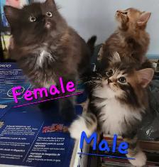 Ragdoll  kittens, Looking for their  FUREVER Home