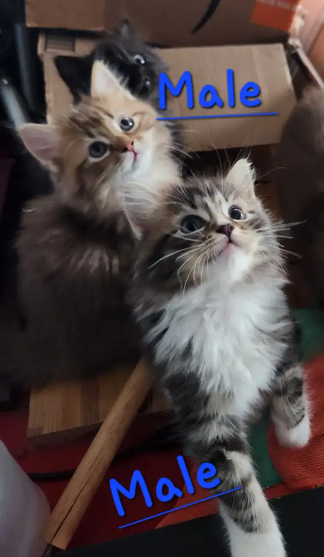 Ragdoll  kittens, Looking for their  FUREVER Home - Photo 2