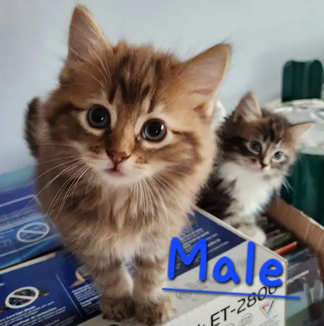 Ragdoll  kittens, Looking for their  FUREVER Home - Photo 3