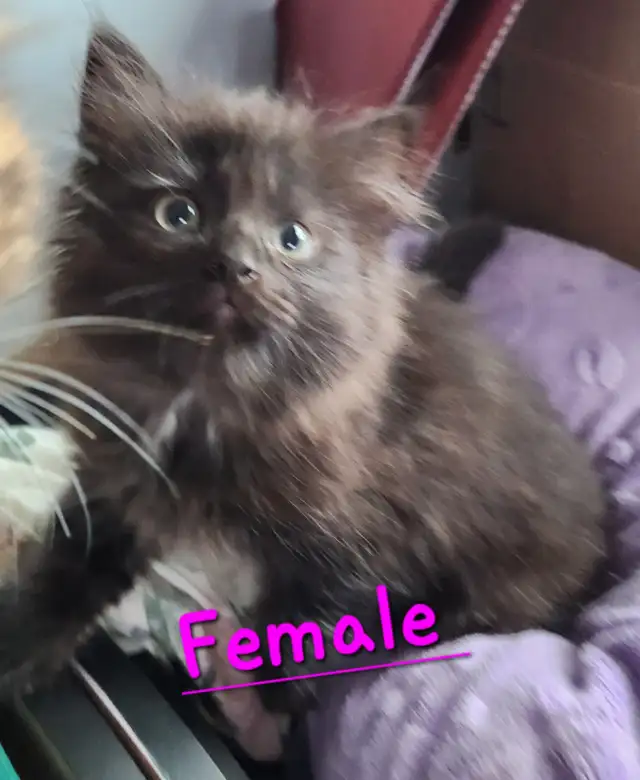 Ragdoll  kittens, Looking for their  FUREVER Home - Photo 4