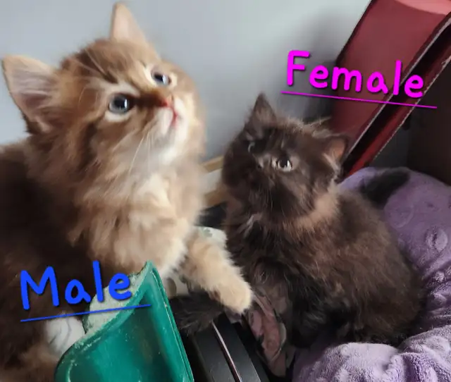 Ragdoll  kittens, Looking for their  FUREVER Home - Photo 5