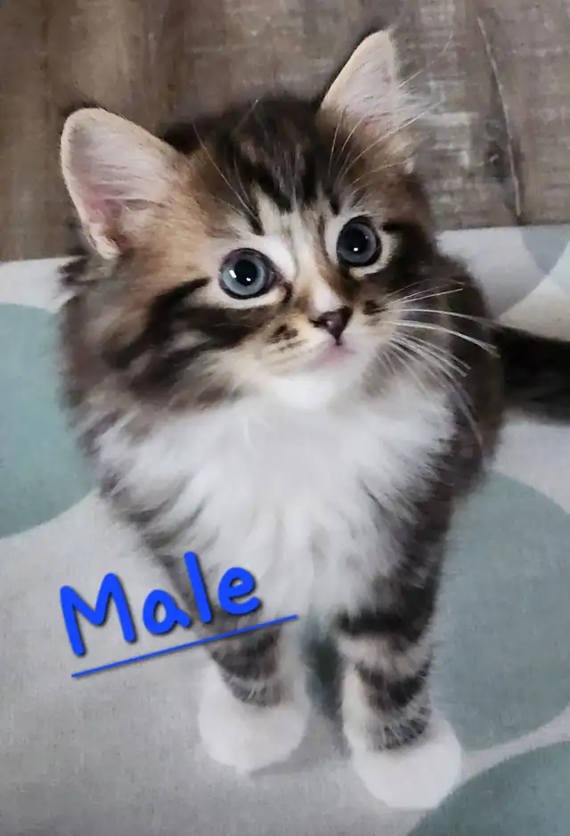 Ragdoll  kittens, Looking for their  FUREVER Home - Photo 7