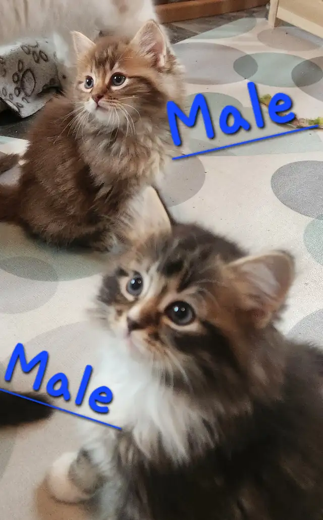 Ragdoll  kittens, Looking for their  FUREVER Home - Photo 8