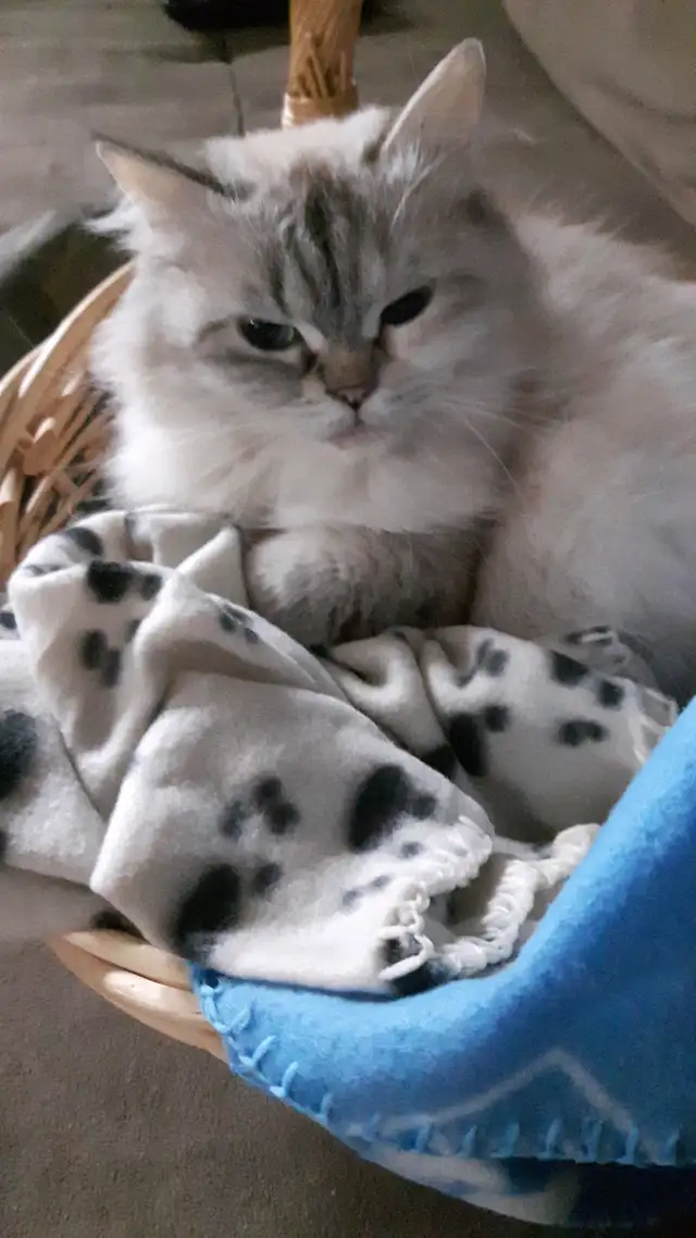 Ragdoll  kittens, Looking for their  FUREVER Home - Photo 9