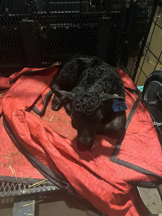 Orphan Newborn Calf for Sale