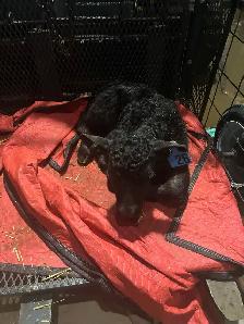 Orphan Newborn Calf for Sale