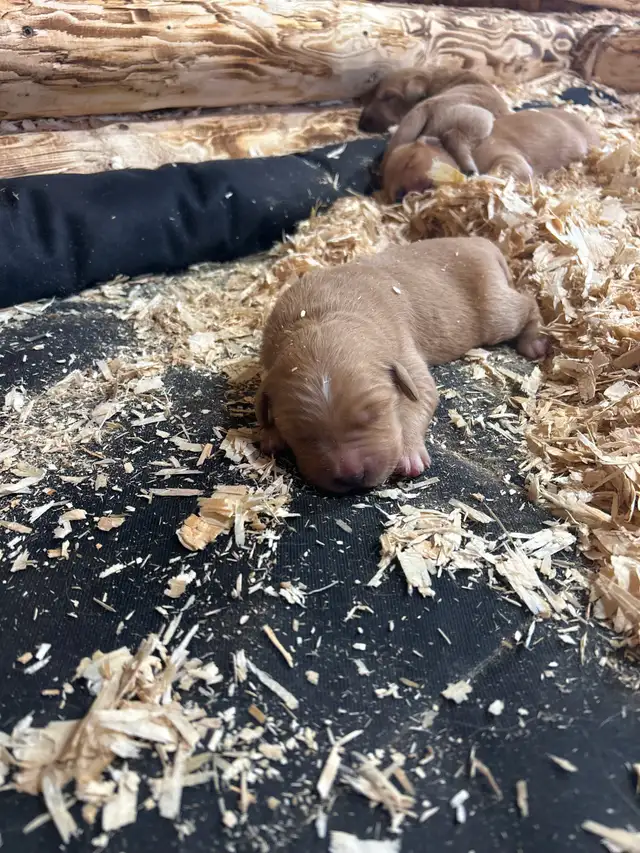 Golden Retriever - Photo 2