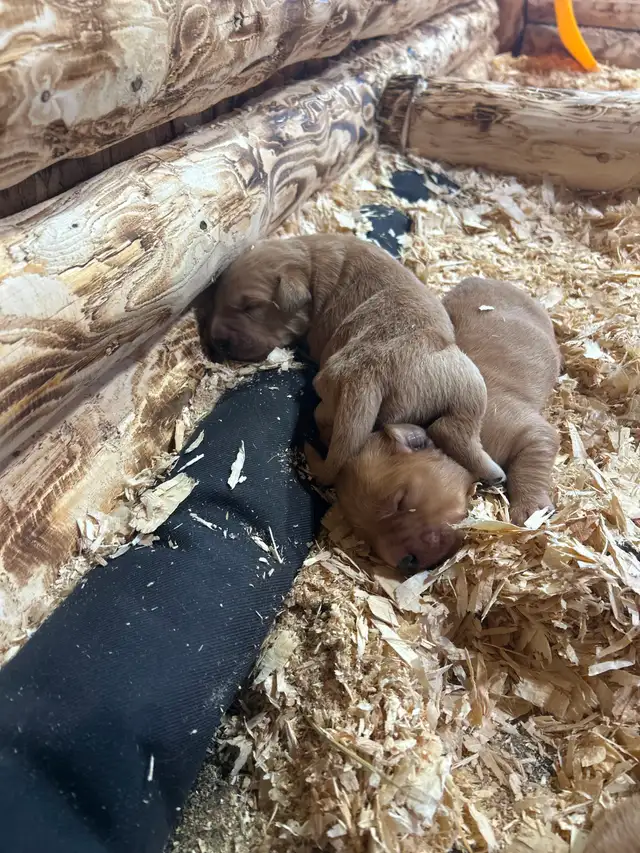 Golden Retriever - Photo 3