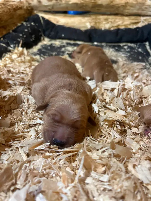 Golden Retriever - Photo 4