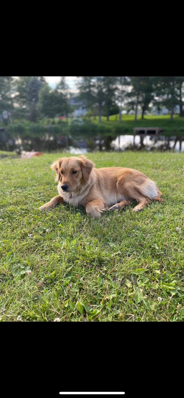 Golden Retriever - Photo 5