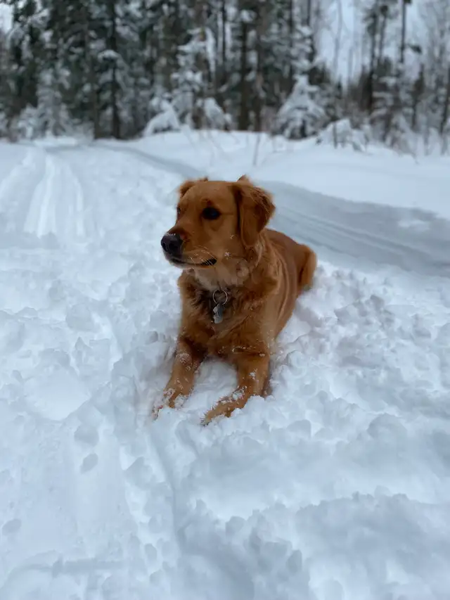 Golden Retriever - Photo 6