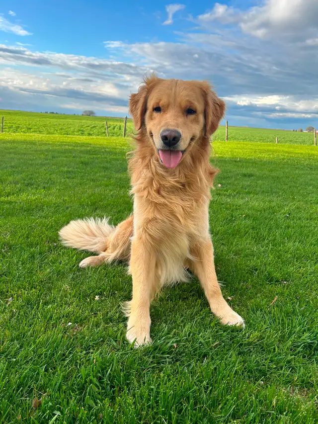 Golden Retriever - Photo 7